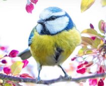 The Bird Is The Word | Summer Pets