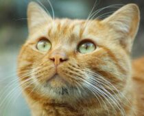 Outdoor Cats: Pawsome or Clawful?