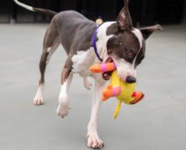 Dumb Friends League Sees Significant Rise in Dogs at Shelters