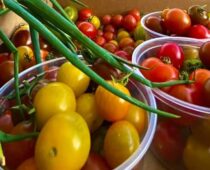 Kinder Agriculture | Foodie