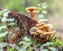 Mushrooms Instead of Meat | Foodie