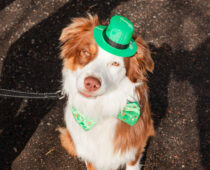 ATTENTION ALL BARKERS & BEER LOVERS! BOULDER SOCIAL IS HOSTING THEIR 2nd Annual ST. PATRICK’S PUPPY PARADE, BENEFITTING POSO DOG RESCUE.